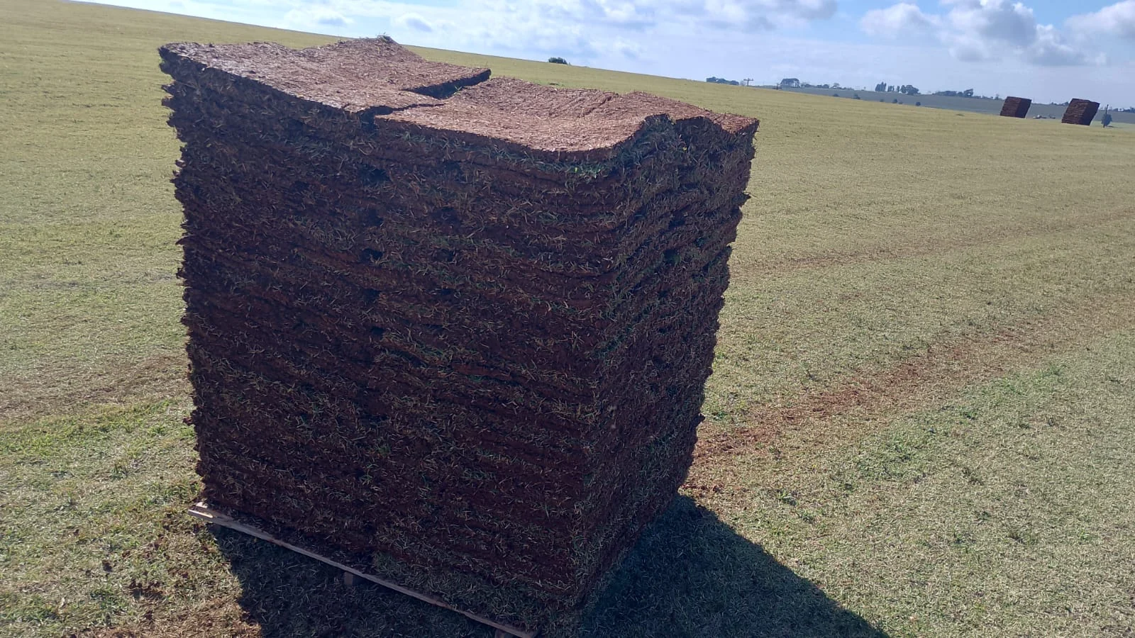Placas de grama no campo